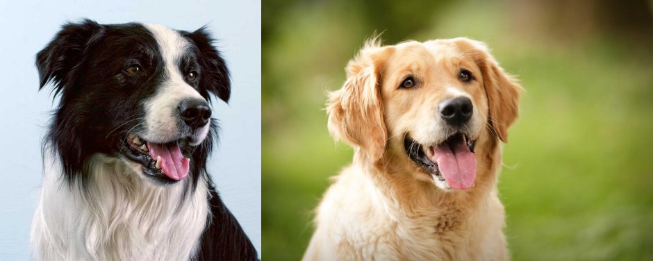 Бордер колли и ретривер