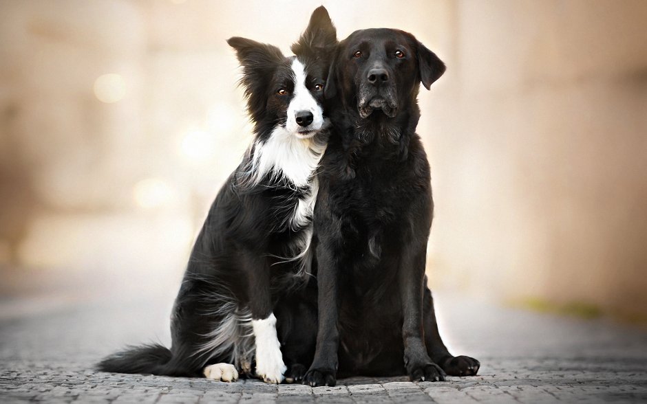 Золотистый ретривер и колли