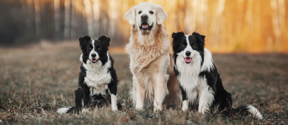 Бордер колли и ретривер
