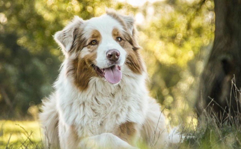 Бордер колли и золотистый ретривер