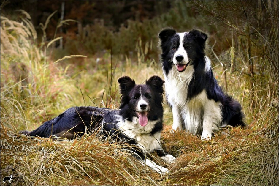 Золотистый ретривер и колли