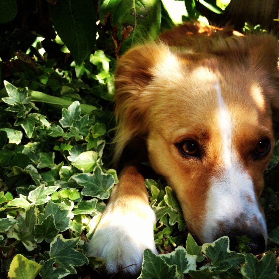 Золотистый ретривер и колли