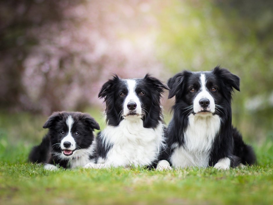Бордер колли пастушья