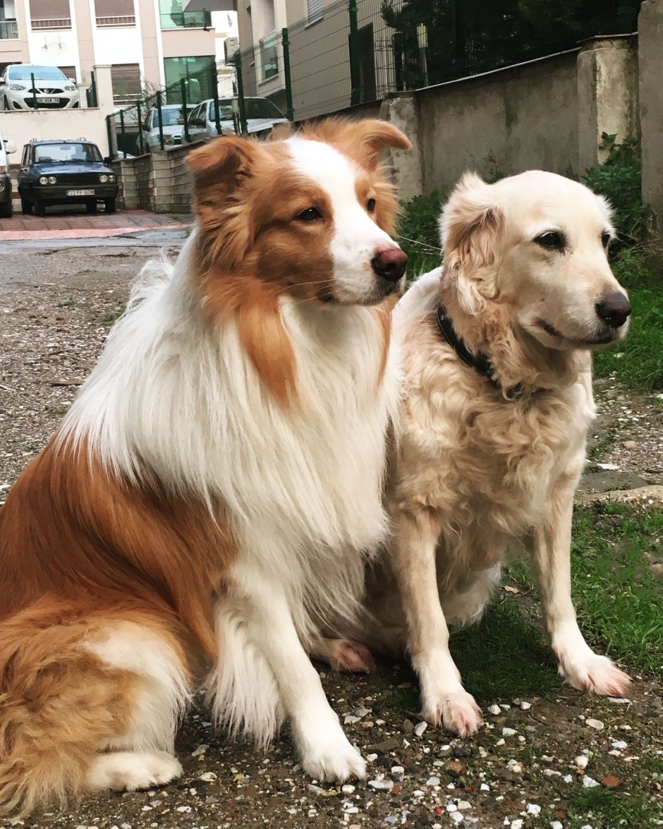 Голден бордер колли