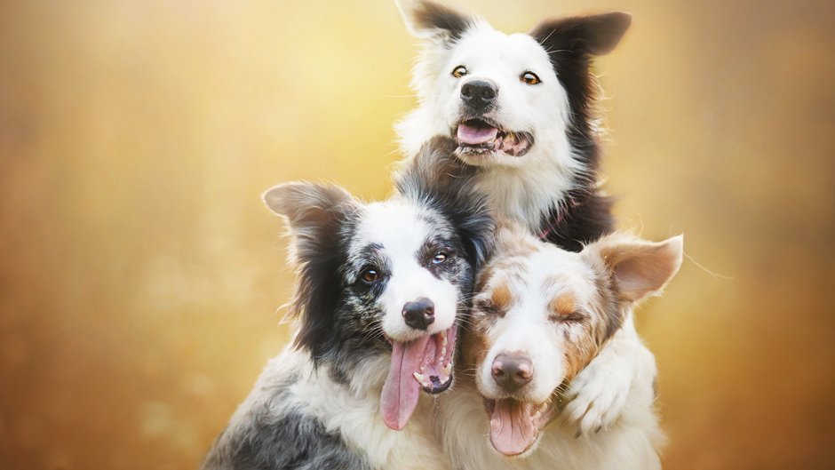 Бордер колли с человеком