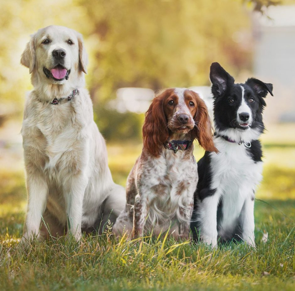 Аусси и золотистый ретривер