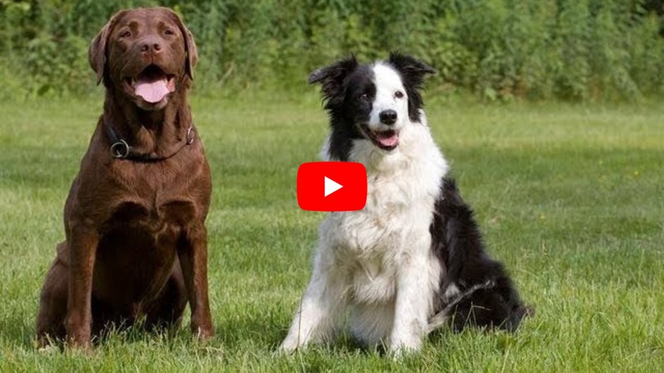 Бордер колли и золотистый ретривер
