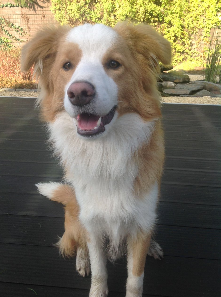 Бордер колли и Новошотландский ретривер