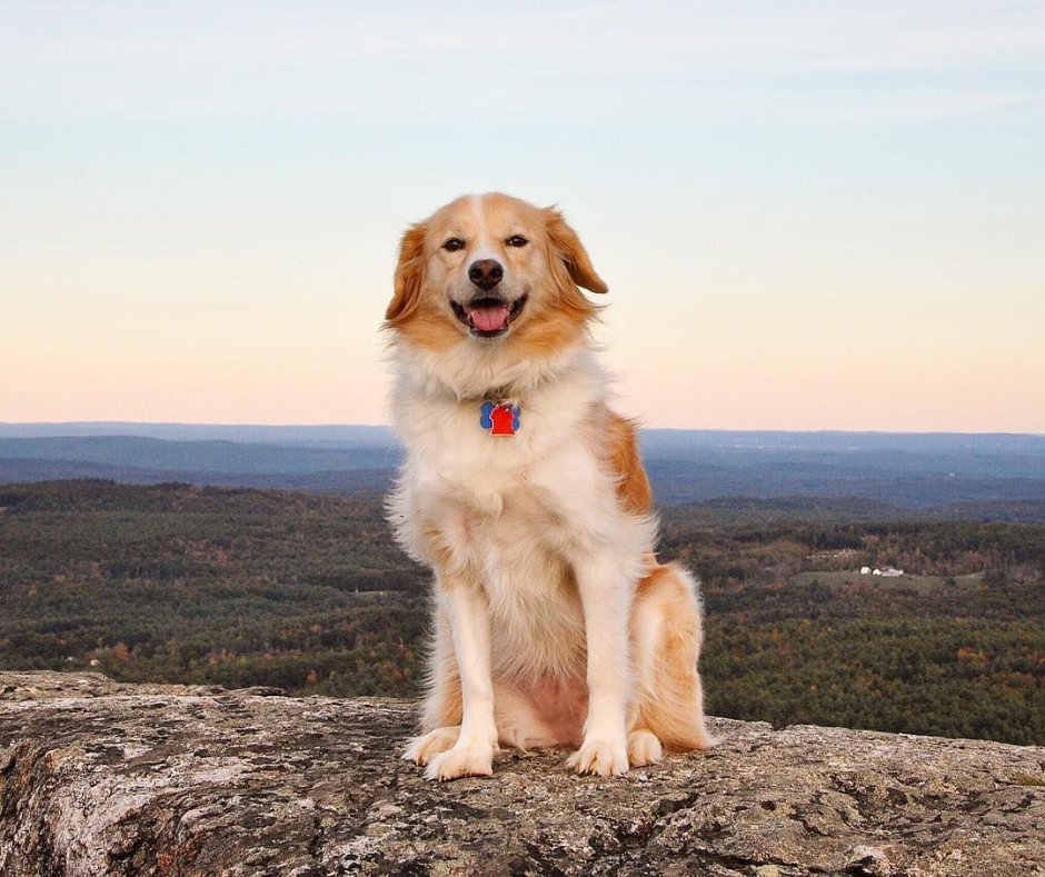 Метис колли и ретривера