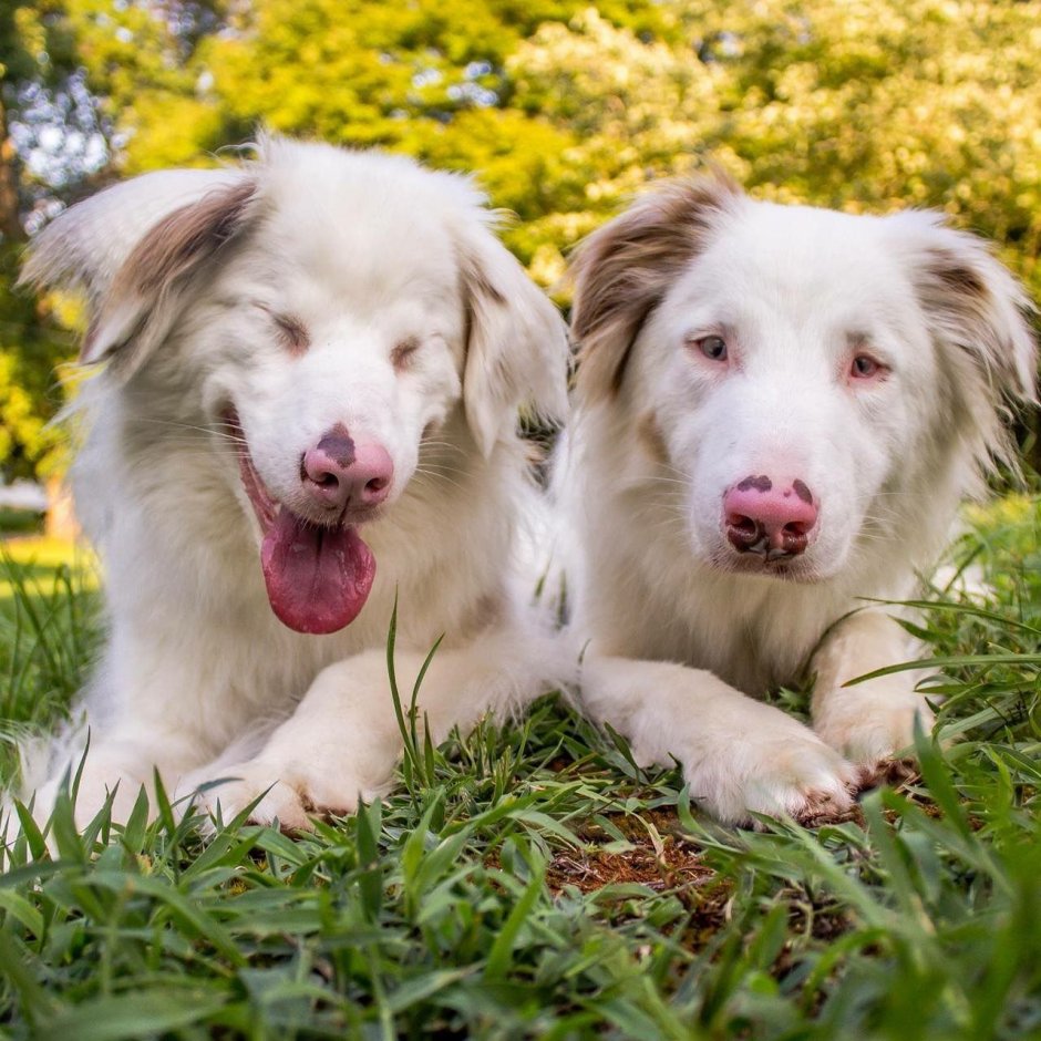 Бордер колли рыжий щенок