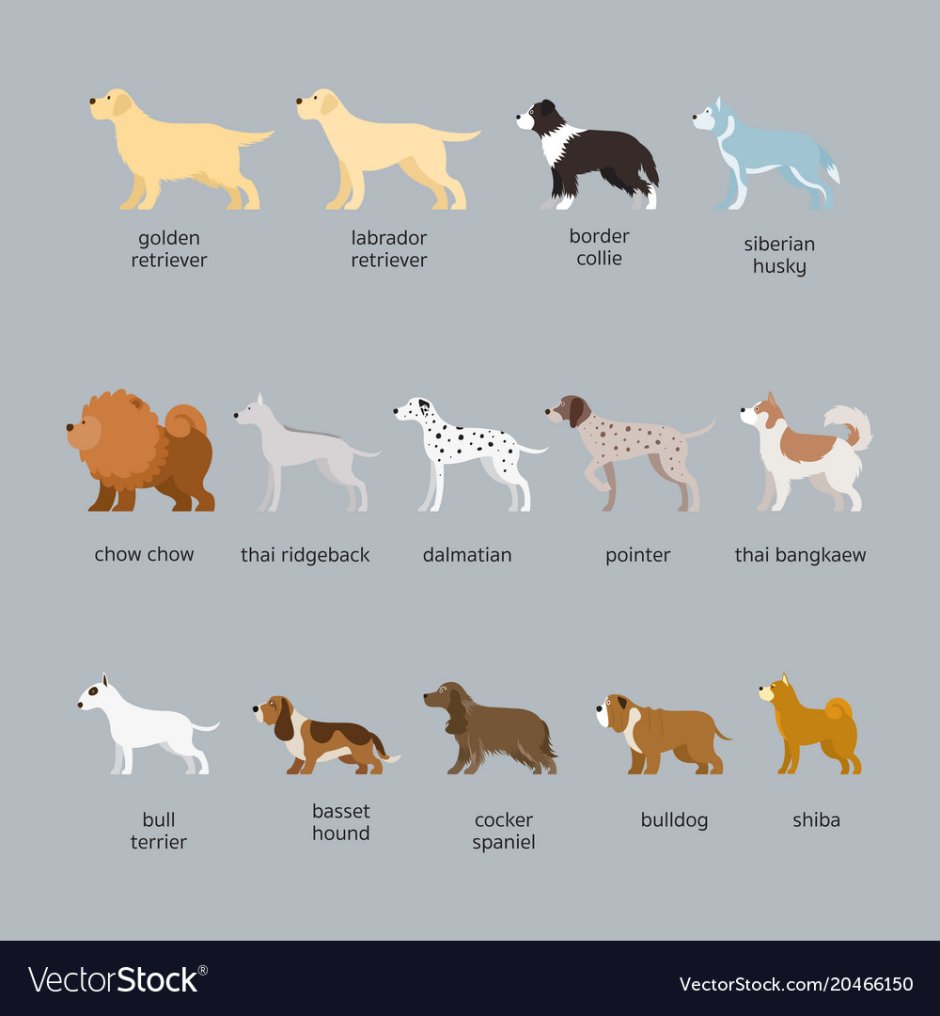 Бордер-колли породы собак