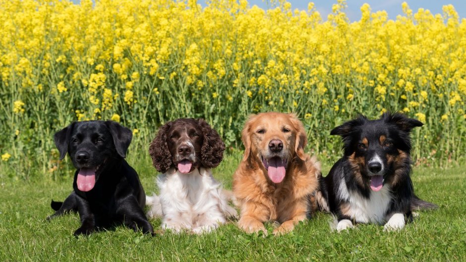 Имена для собак мальчиков бордер колли