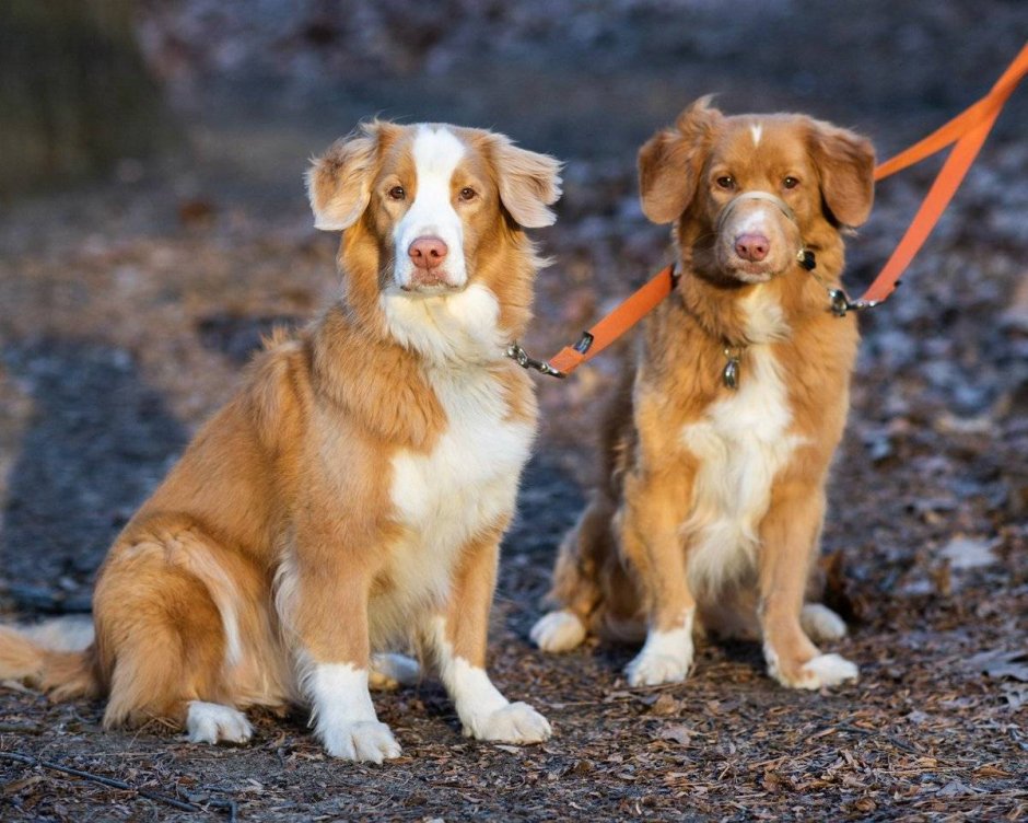 Метис колли и ретривера