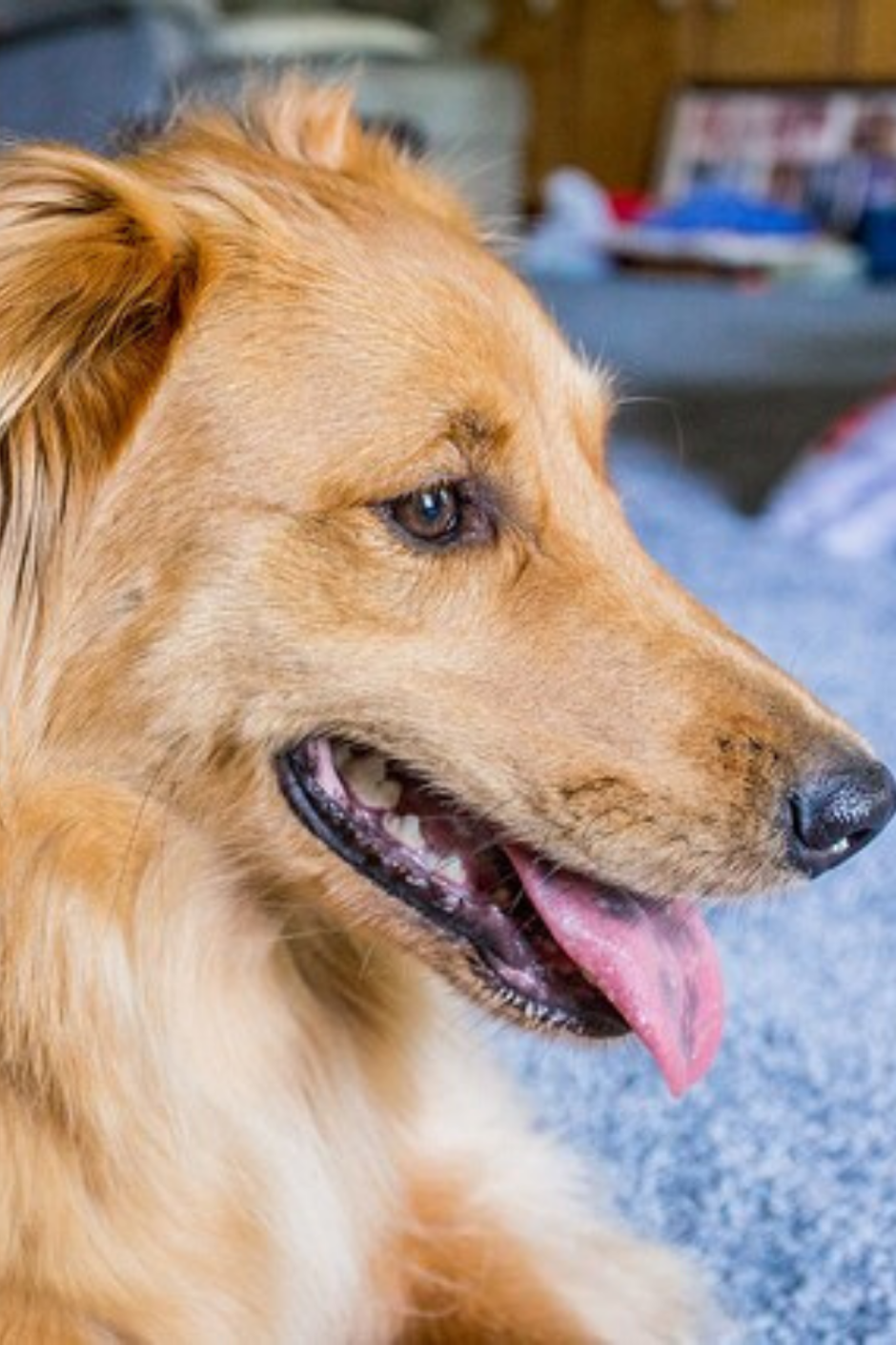 Новошотландский ретривер длинношерстный