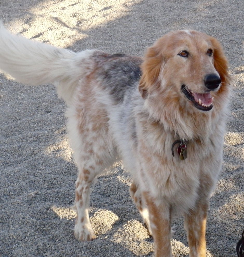 Бордер-колли рыже-белый-черный