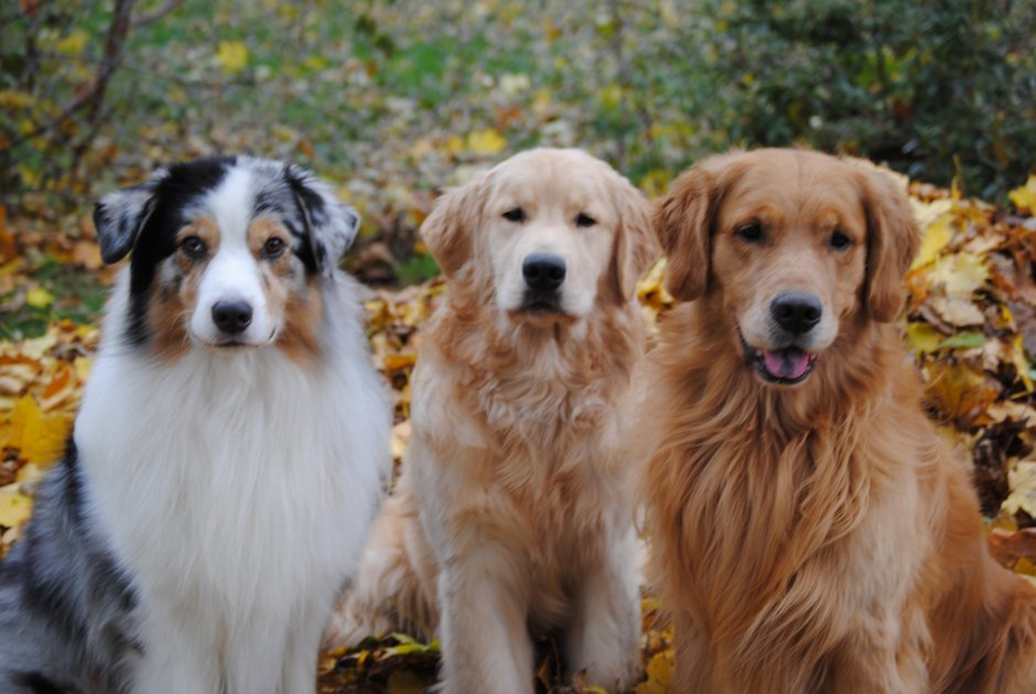 Бордер колли обнимаются