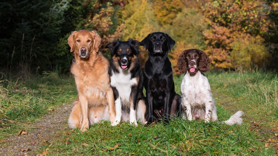 Яркая осень с щенками