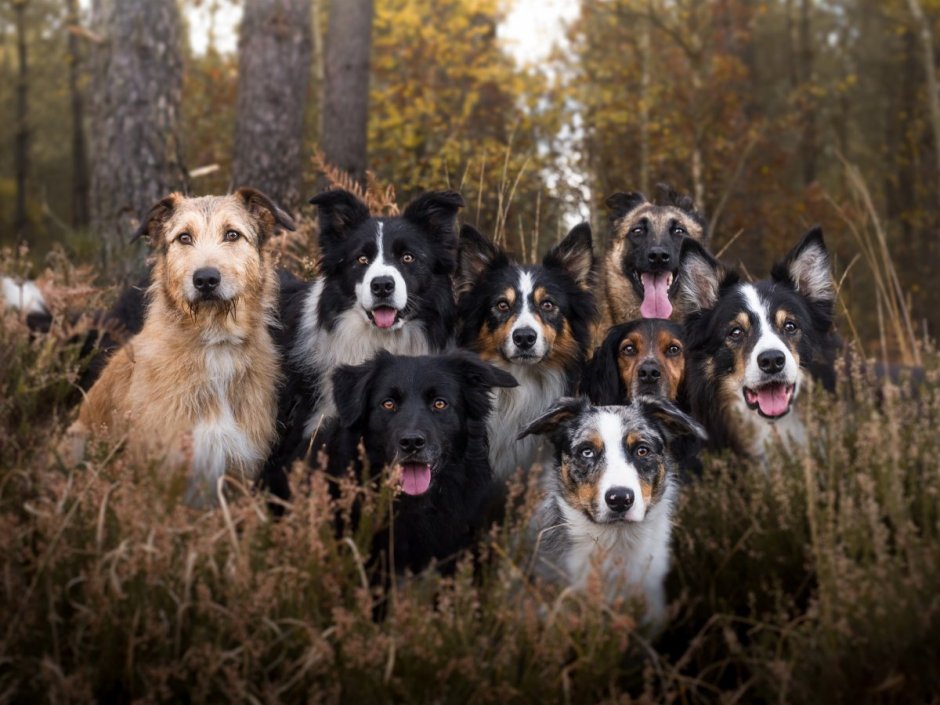 Бордер колли ретривер метис