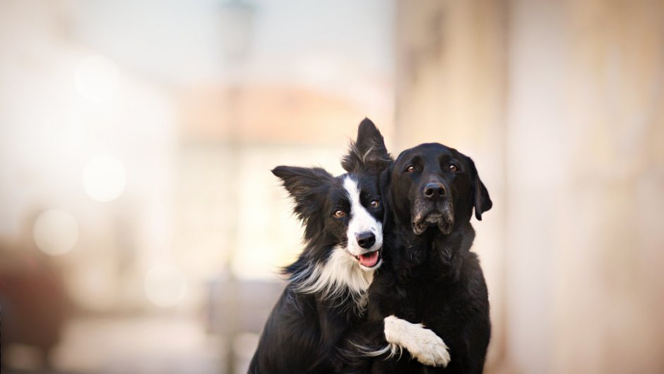 Всемирный день собаки 2 июля