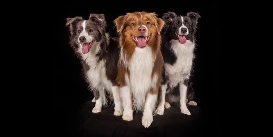 Бордер колли и ретривер