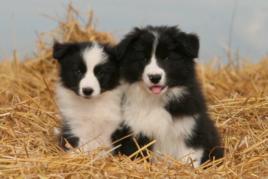 Длинная собака картинка