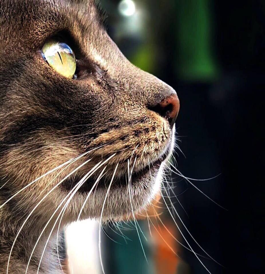 Кошачья морда в профиль
