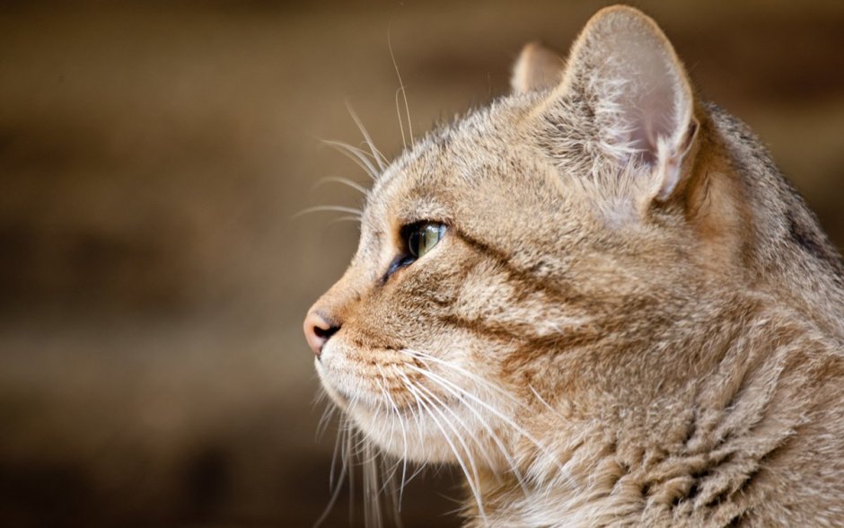 Морда кошки сбоку