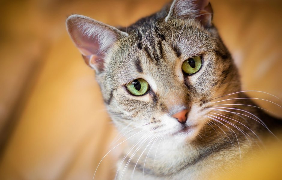 Кошачья морда боком