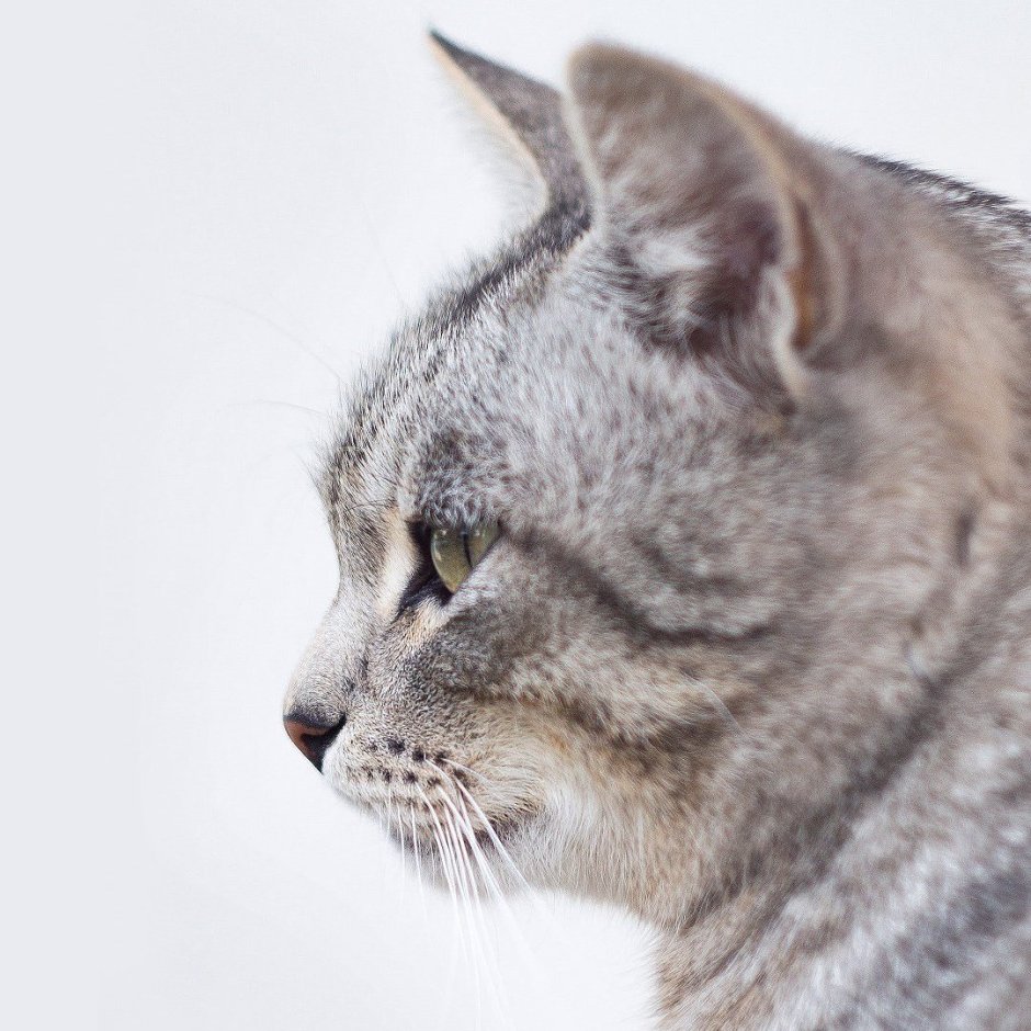 Кошачья голова в профиль