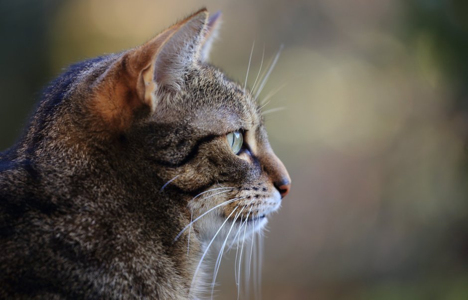 Кошка в профиль