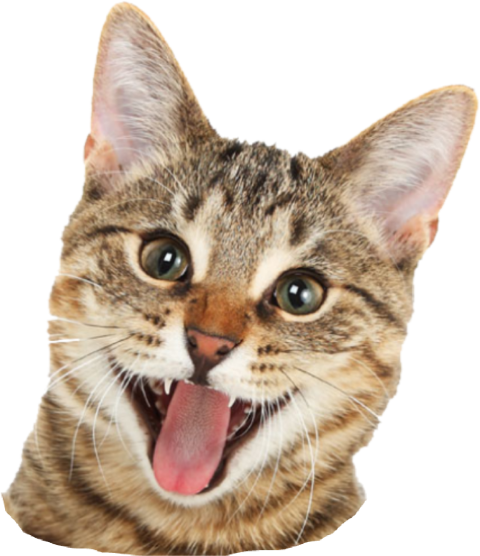 Голова кота без фона