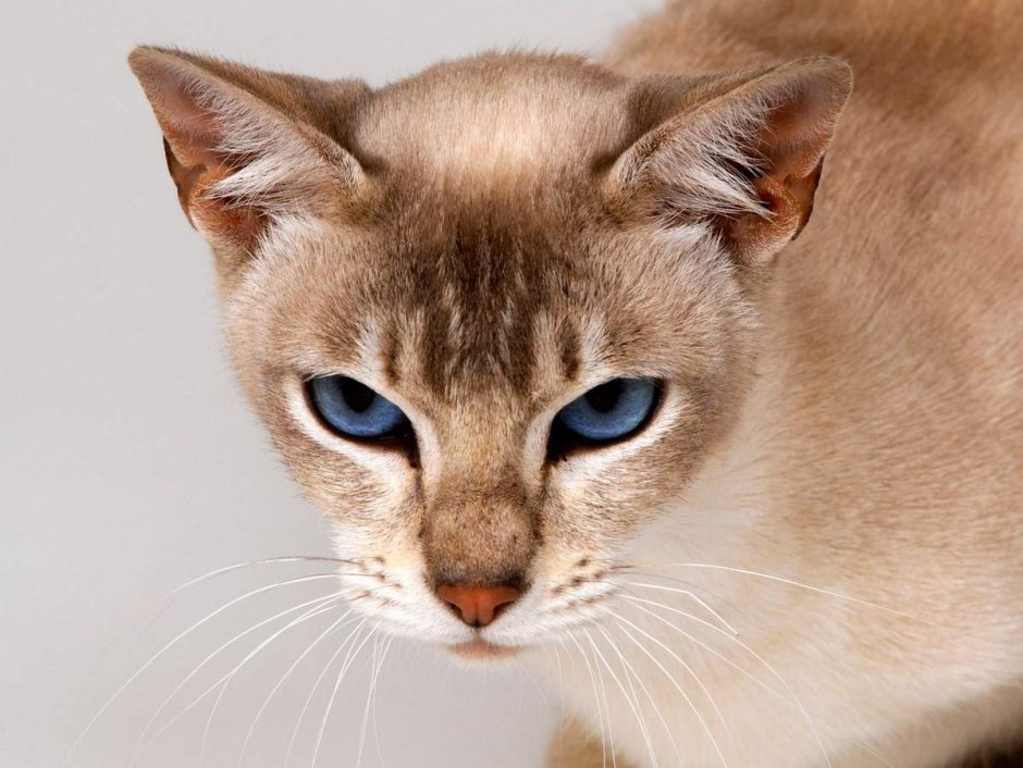 Тонкинская кошка с голубыми глазами