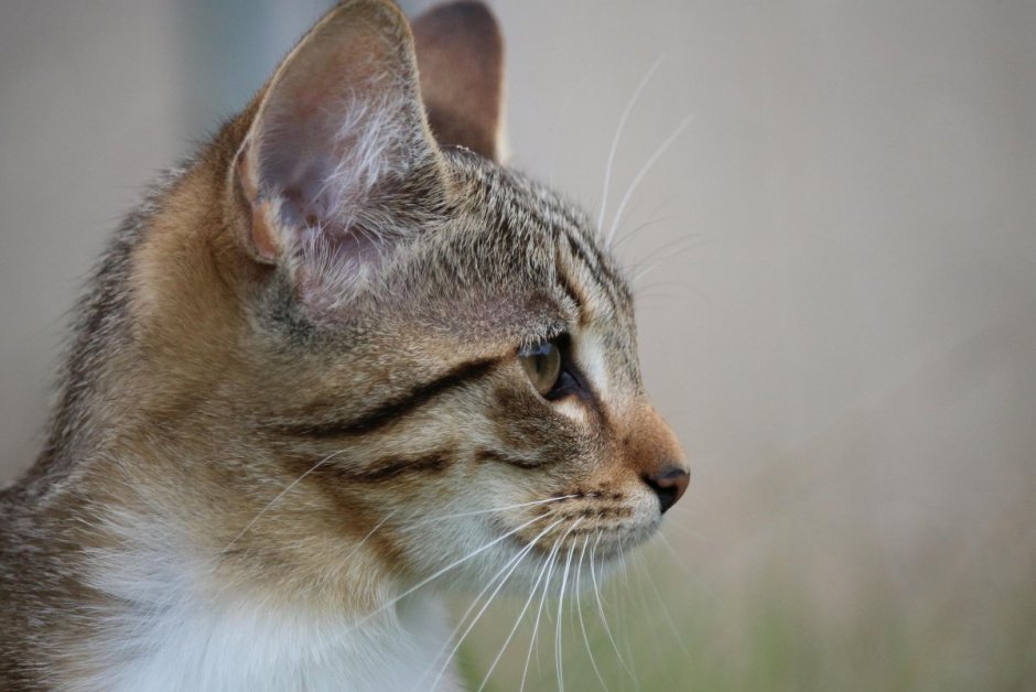 Кошка в профиль