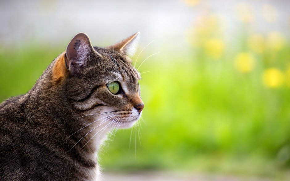 Кошачья морда в профиль