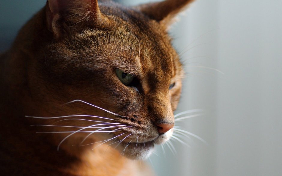 Морда кошки 3/4