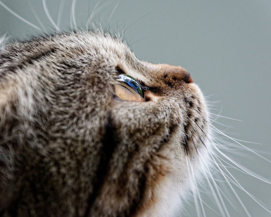 Кот анфас морда