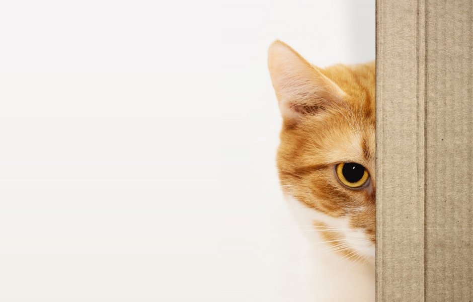 Кот выглядывает из-за стола