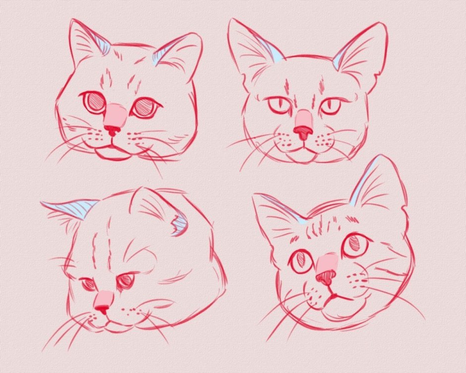 Рисование морды кота