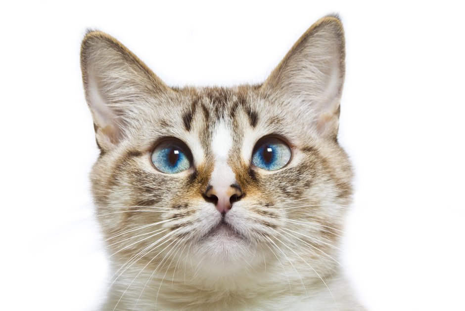 Морда кошки на белом фоне