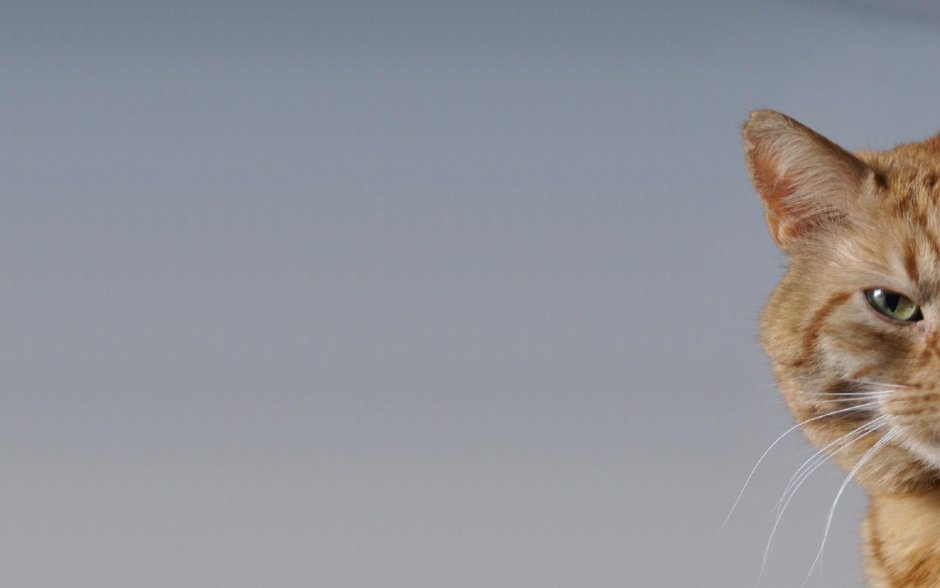 Фон для рабочего стола коты