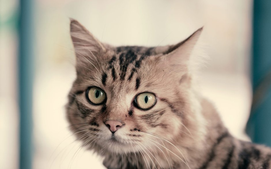 Кошачья морда в пол оборота