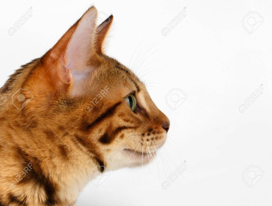 Голова кошки в профиль