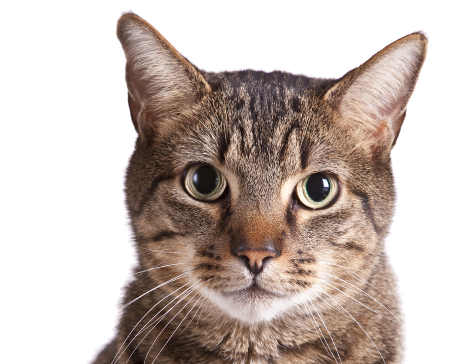 Мордочка котенка