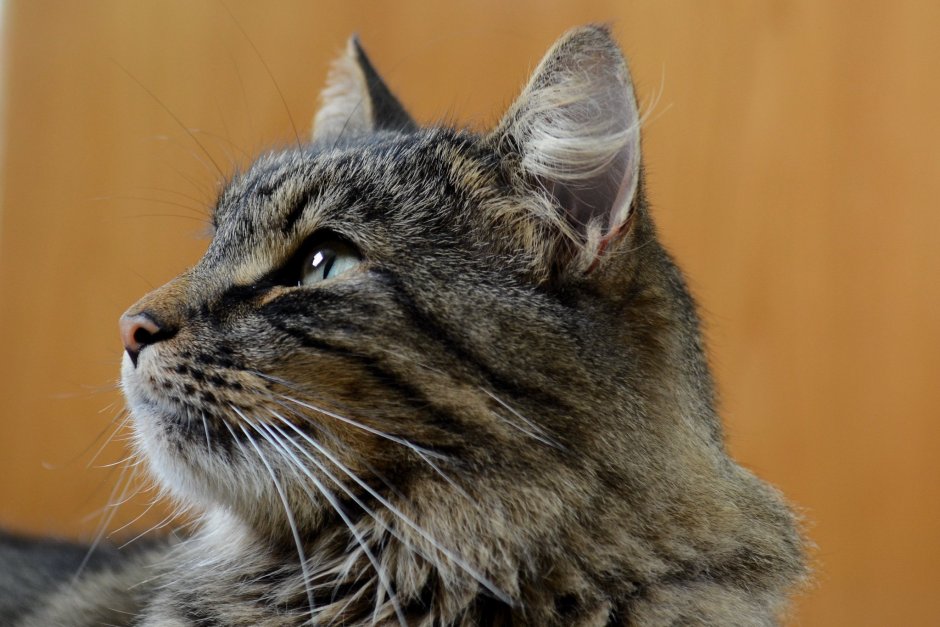 Сибирский кот в профиль