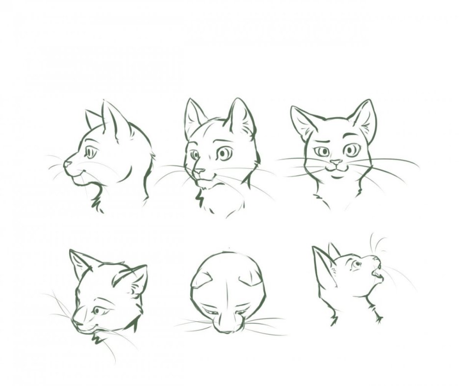 Голова кошки