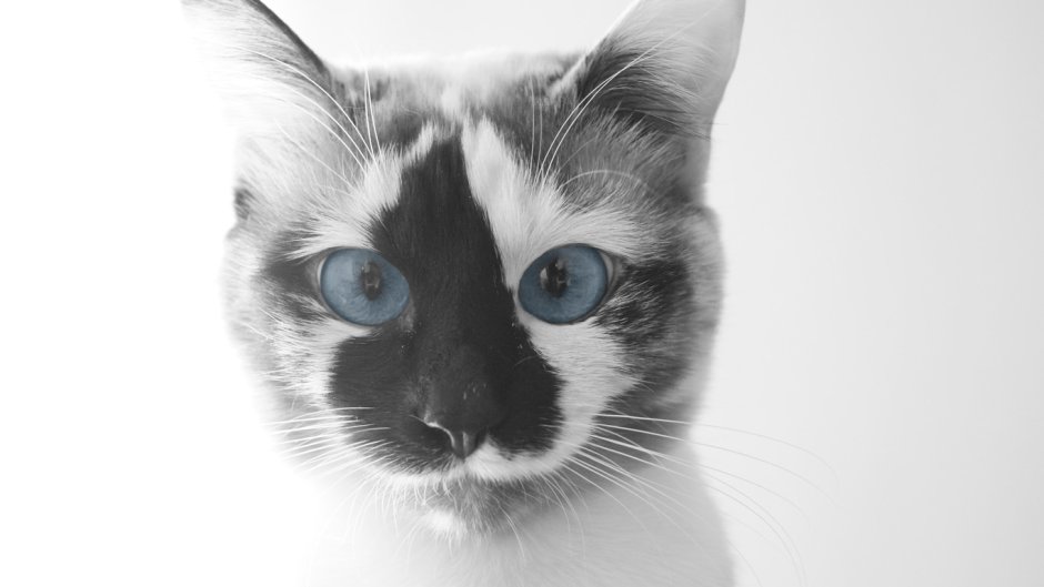 Морда кошки с голубыми глазами