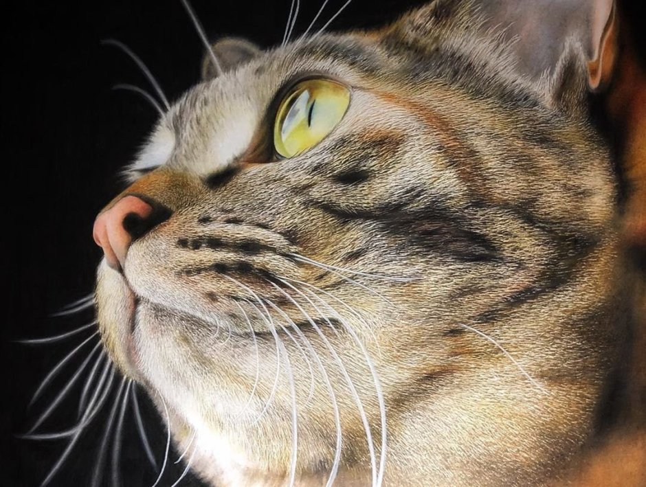 Выразительная Кошачья мордочка