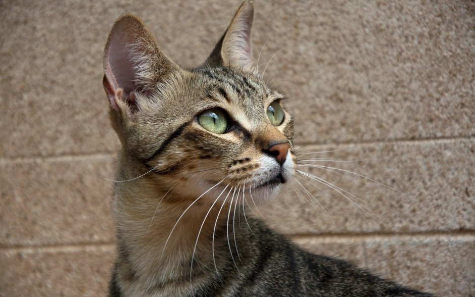 Кот в три четверти