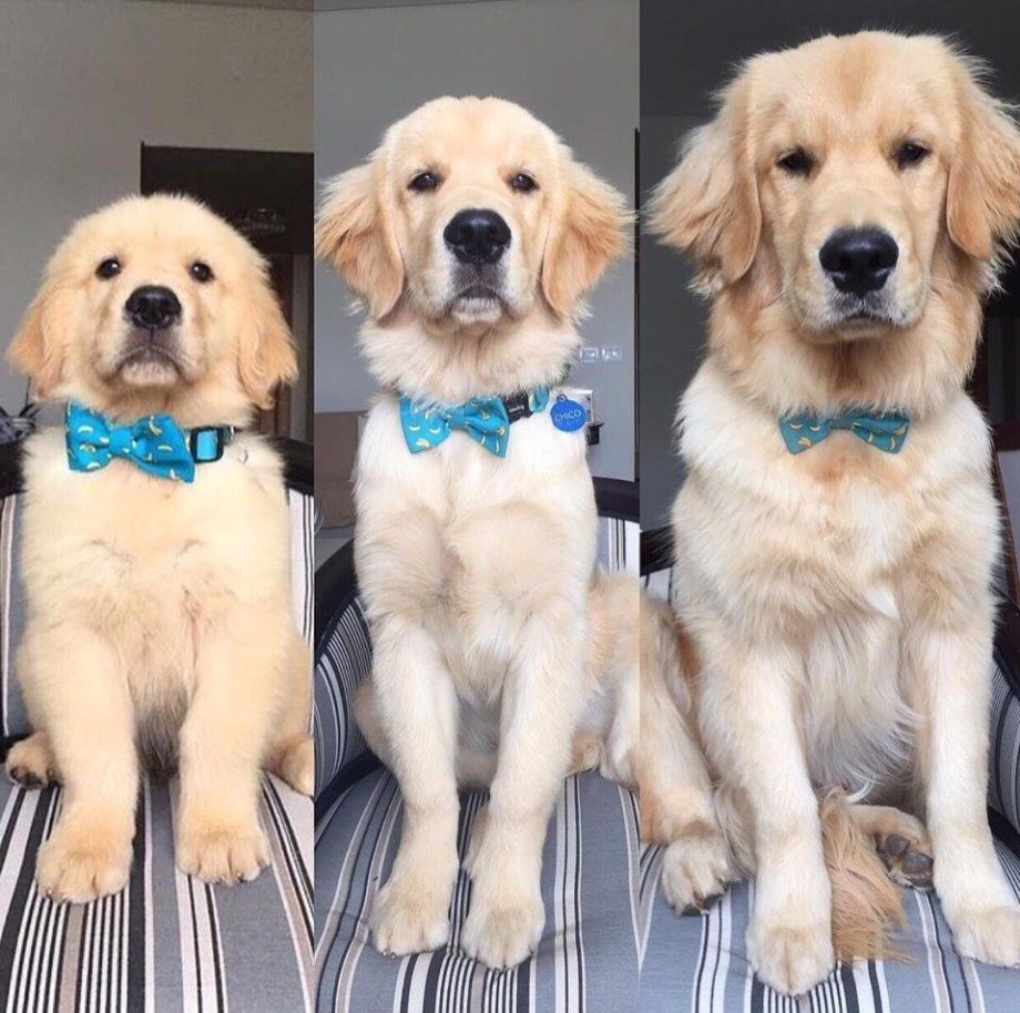 Карликовый лабрадор