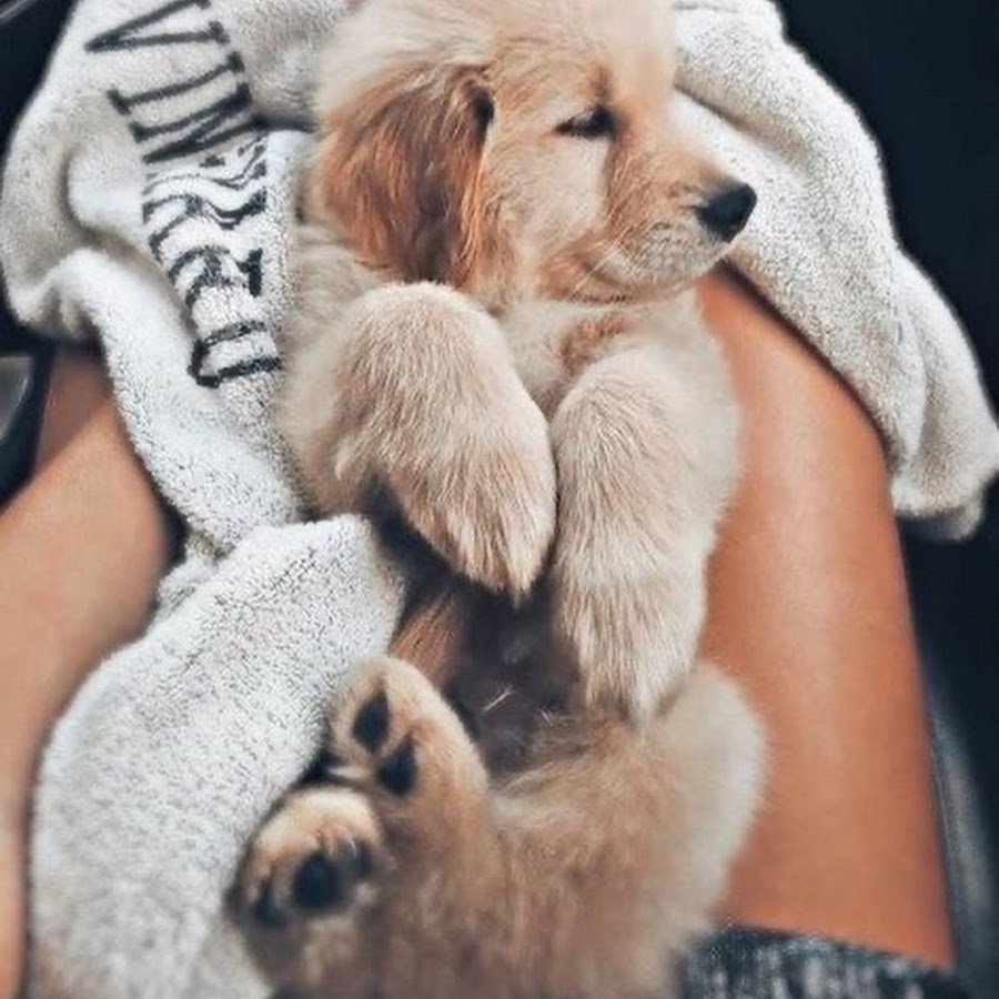 Белый лабрадор с голубыми глазами